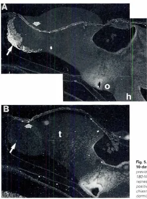 Fig. 5. TotalNCAMprevious stagespositiveand180-NCAMexpressionin saginalsectionsof10-day.oldtoads.(AITotalNCAM is observedin theolfactorybulb as(arrow).(B)AdjacentsecrionshowingabsenceoflSG-NCAM in the olfactory bulb (arrow).indica ring rhar rotal NCAM (A)represents140 and/or 120 kDa isoforms.Note orher areas of the brainfor 18().NCAM.Areaslabeledare: r is telencephalon.0 is opricchiasmand h is hypothalamus.Shorr arrowsin A and B indlcarethe epi-dermis.