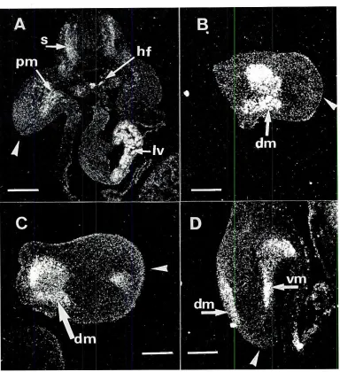 Fig. 1. Expression of c-mycduringearlystagesoflimbdevelop-ment.Thehybridizationwiththesenseprobedidnotgivesignaloverbackground.(A)Transversesectionthrougha stage20embryoat thelevel of the wings.Highexpressionof c-myc is seen In the premuscufarlimbmasses(pm