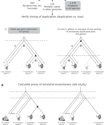 FIG. 1. Project strategy. We are interested in identifying genes that are singletons in gibbon and macaque, and sorting those into great ape