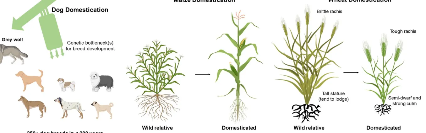 Figure I (in Box 1). Can lessons from dog breeding help in customizing crops? 