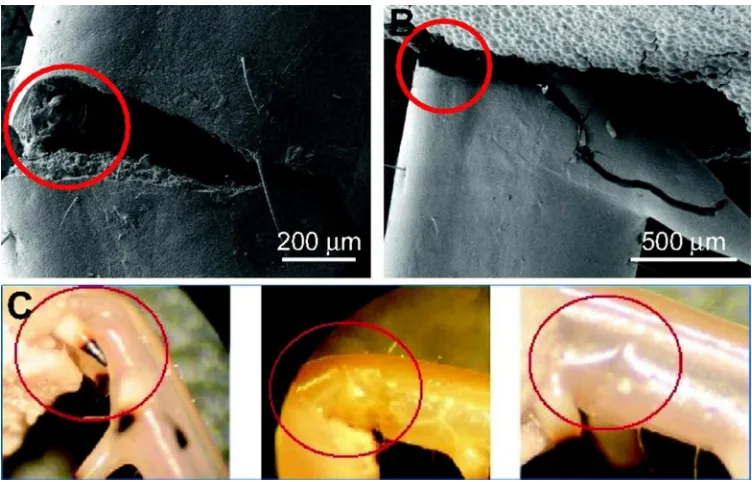 Figure 5: Examples of fatigue failures in insect legs subjected to cantilever bending