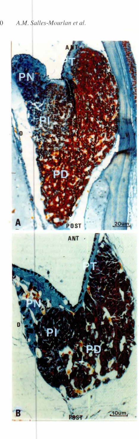 Fig. 1. Sagittalsectionstetra chrome.of controlhypophysisstainedwithHerlant'sIAI 3-year-cld P