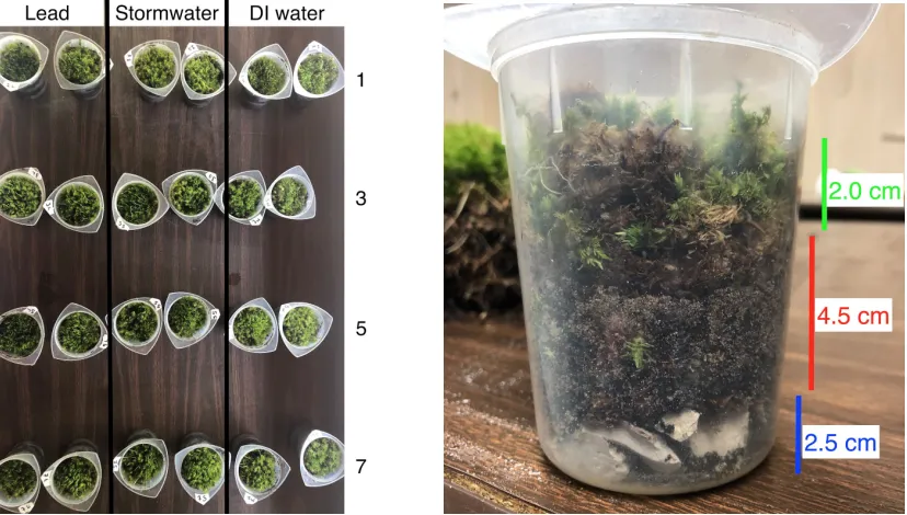 Figure 1. This shows our experimental set-up of moss plugs. The first image depicts the three 