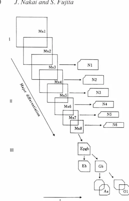 Fig. 5. Schematicdiagrampopulationshowingprogressionof irreversiblediffer.entiation(majordifferentiation)of matrixcells duringdevelopmentof the CNS (Fujita 1975)