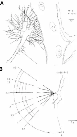 Fig. 6. Movementof filopodia(Nakai, 1979). (AI Superimposed traceshowsfilopodiaof a spinalganglioneel/sproutingagainsta skeletal musclefiber, recordedin cinemafilm frames.during a periodof 20 min
