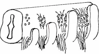 Fig. 7. Schematicdrawingof correlationof developmentbetweenneural arches and spinal nerves