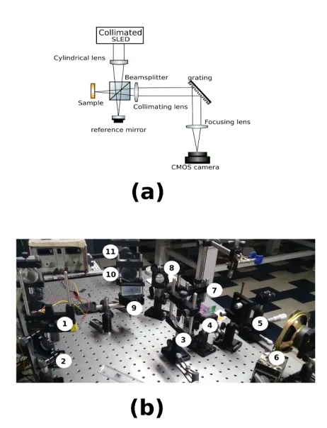 Figure 1: (a) Schematic and (b) photograph of the parallel FD-OCT instrument used in