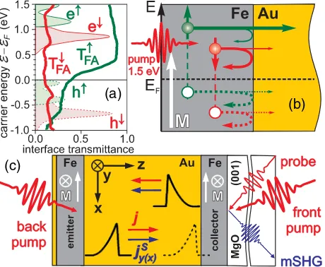 FIG. 1.(a) Calculated momentum-averaged transmittance ofthe Fe=Au interface for majority (T↑FA) and minority (T↓FA)carriers moving from Fe to Au