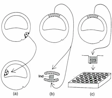 Fig. 1. Methodsfor bioassayof inducingfactors.fa) Implantationmethod or Emsteck method