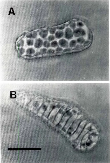 Fig. 3. Molecularaspectsof somaticembryogenesisin carrotsuspen-sion cultures.