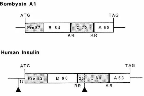 Fig. 2. Amino acid sequencesof bombyxin-IIand porcineinsulin.Thehomologousresidues are boxed
