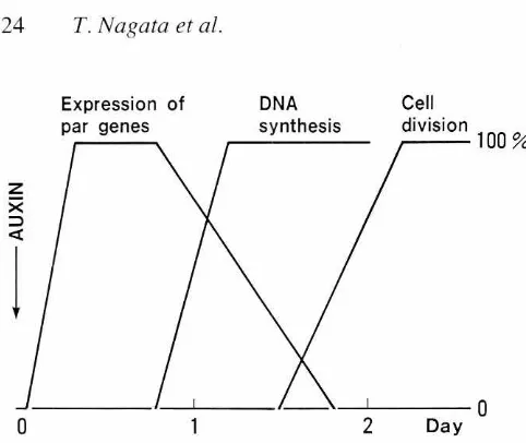 Fig.4. Inductionkineticsof thecelldivisionof tobaccoBY -2 cellsinduced by the addition of auxin