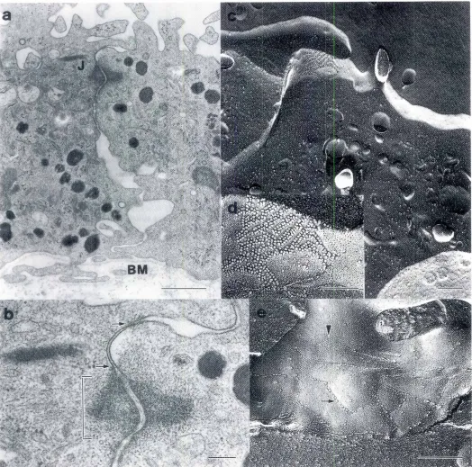 Fig. 1, Electronmicroscopicobservationof gap junctionsin culturedpigmentedepithelialcells(PECsl of the retina.(a) Low-powerview of anultrathin section cut verticallv to the plastic dish showsapico-basal polarityof PECs.J: junctional complex, 8M: basementme