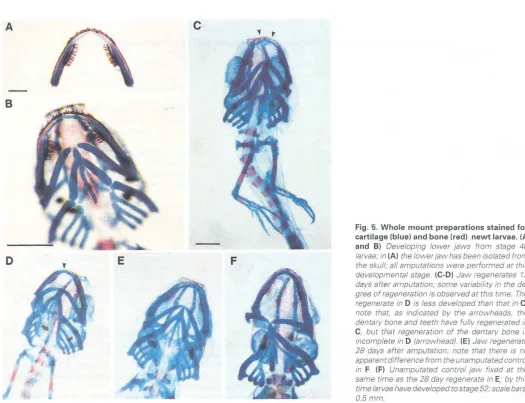 Fig. 5. Wholecartilage (blue) and bone (red) newt larvae. (A