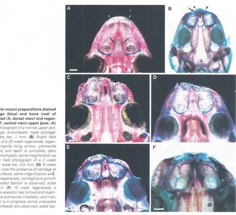 Fig. 6. Whole mount preparations stainedcartilageunamputated