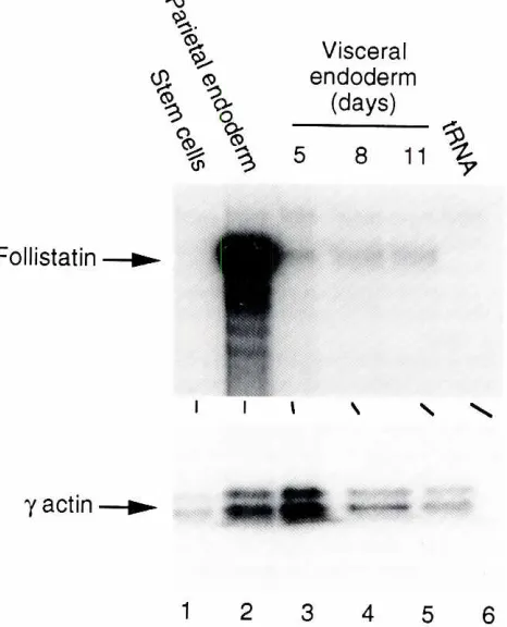 Fig. 1. Follistatinis regulatedanduringdifferentiationofES cells. CCE EScells were differentiatedas embryoidbodies for 2 or 5 days as descrrbedIn Experimentalprocedures_ 20 P9 RNA from each rime point was analyzedby RNAase protectionusing probesspecificfor