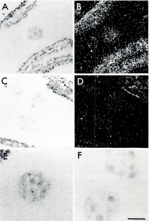 Fig. 4. In situ hybridizationanalysisof follistatinexpressionduringpreimplantationmousedevelopment.Morulae and blastocystswereplacedin oViducts,embeddedin wax and sectionedat 5 1Jm