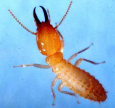 Figure 1: Coptotermes acinaciformis soldier. 