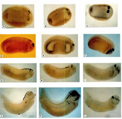 Fig. 3. Comparisonof theexpressionpatternof XEn-1 withthoseof XEn-2andXwnt-1.Expressionof XEn-1IB,E,H,KJ, XEn-2 tC,F,I,L) andXwnt-1tA,D,G,JIduringdevelopment.Whole-mountin Situ hybridizationof stage17 (A,B,C),stage22 (D,E,F),stage26 tG,H,I)and stage35 (J,K