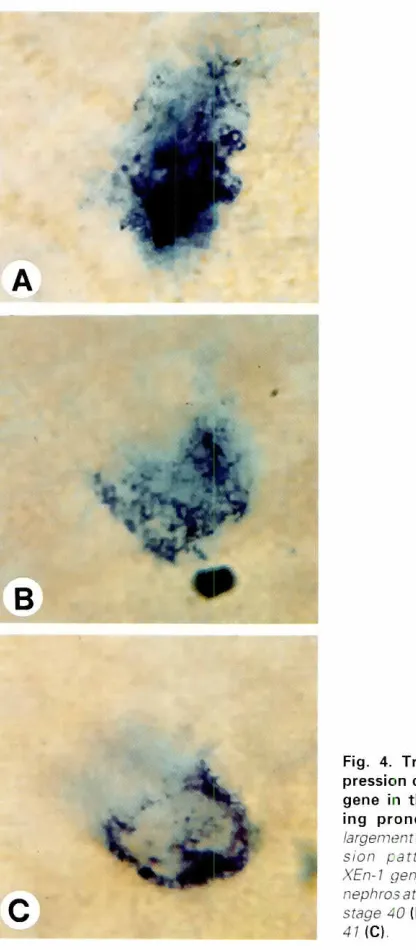 Fig.pression