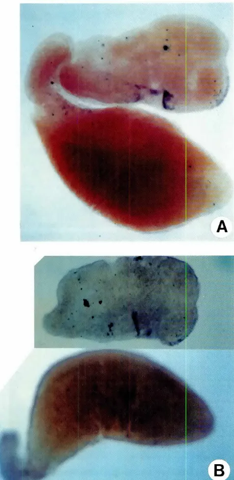 Fig. 6. Expressionof XEn-1and Xwnt-1in exogastrulae.Whole-mountin situhybridizationof exogastrulaecorrespondingto stage25controlembryos.Embryosare orientedwith anteriorto the right and the ectodermalpart is at the top of rhe embryo.(AITranscriptsof the Xwnt-lgene aredetectedonly in rhe ectodermalpart of the exogastrulae.IS) Transcripts ofthe XEn~ 1 are only detectedin the ectodermalparr of the exogasrrulae.