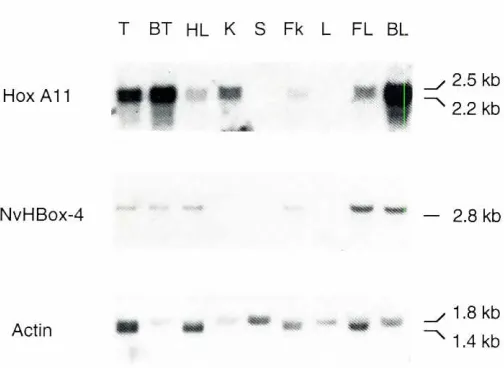 Fig. 3. Body.LIg) wasdistributionof Hox A 11. A Northernblotofpo!V(A)TRNA (-5seriallyhybridizedwirh Hox A 1"NvHBox-4.and actin