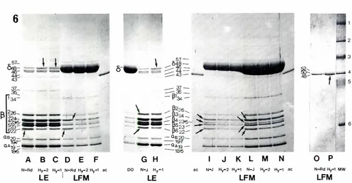 Fig. 6 SDS.PAGEshowingselectedwater-solubleproteinspresentin LE and LFM from day-oldpost-hatchchicksof slow-growing(N-J