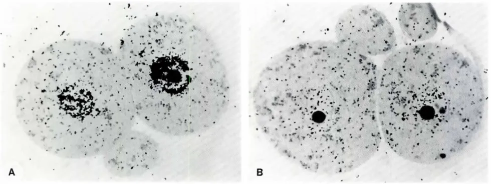Fig. 2. Nuclei of 4-cell stagemouseembryoslabeledwith 3H-thymidinefor 60 min. Note in IAI an inrensive labeling in control embryos andlBI avery weak labeling in prerrE'ared embryoswith mln10sme15011Mfor 4 h (x2201.