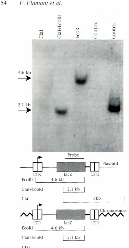 Fig. 5. Structureof the lacZ gene integratedin CEFaftervirofectionisreminiscentof a retrovirus-mediatedintegrationprocess.CEF DNAt'!l.tracted 76 daysafterInvirroVlfofectlon