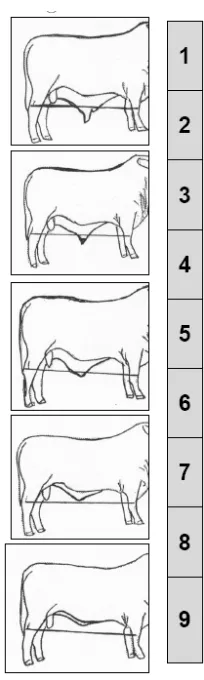 Figure 4.1;  BREEDPLAN sheath scoring system. 