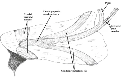 Figure 4.2; Diagram of the dissection indicating basic muscle positions.  