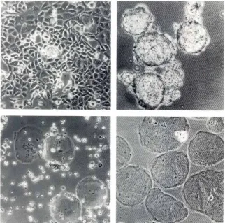 Fig. 3. IsolationM1536.B3of extracellularmatrixfrom cells. Upperleftpane/, cellsinmonolayercultures; upper right panel