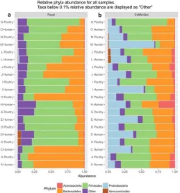 Figure 4: Relative abundance at phylum level in 10 fecal samples (A to O) before (a)  and 