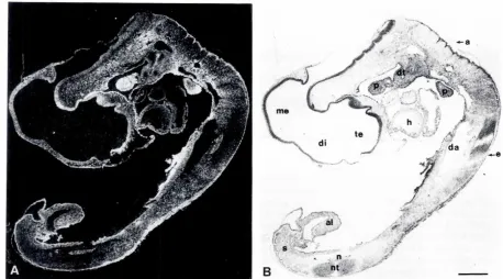 Fig. 1. RIHB mRNA expressionin a 3-day (stage20-211 chick embryo,RIHB antisense probewas hybrtdizedto a sagittal section of a 3-day embryoIA)