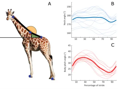 Figure 2Neck and pitch angle time series during steady state rotary galloping. (A) The anatomical def-initions of neck angle and body pitch, demonstrated in a standing individual