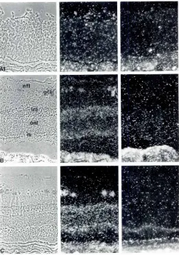 Fig. 3. aFGF in situhybridizationfromembryoto old retina.Retinasectionsfrom 4-5-month(A), 8-9-month-IB)-ofdcalf embryosand 7-year-old bovine IC) were hybridizedwith a FGF antisense(1,2) or aFGF sense(control) (3)