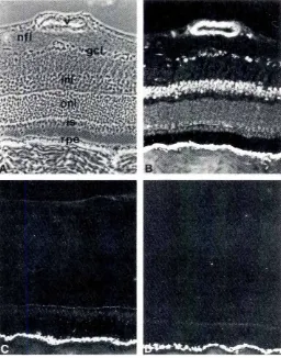 Fig. 4. aFGF immunodetectionin 3-year-old bovine retina. IA.B) Anti-aFGF serum; IC) pre/mmuneserum; (D) phosphatebufferedsaline (PBS).(A) Phase contrast;(B, C, D) fluorescence.The immunohistochemistrysimplestaining procedurerevealsa diffuseintranuclearloca