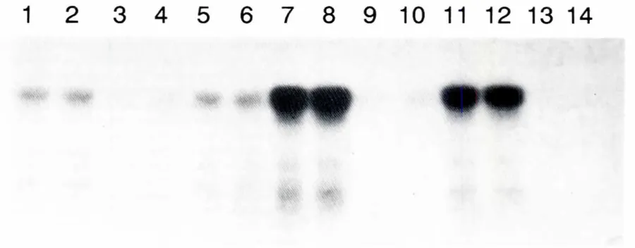 Fig. 1. HistoneH1 kinasep1,y;~c'+-p(ecipitated (fanesactivityin mouseoocytescan be precipitatedwith p13suc1+.Sepharose.Oocyres were releasedfrom large antraffolliclesand maturedin vitro