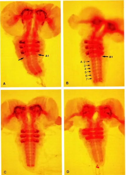 Fig. 2. Presence 01additional LDin 8X-Cmutants.IAIThe larval CNS In the wild-type.showingthe normalLO In A 1 (arrows).(8) In DfI3RJP1151+.where one copy of the BX-C ISdeleted, additionalLO are formed in segments A2 to A7 (thin arrows) (C)In DfA-T4-/+