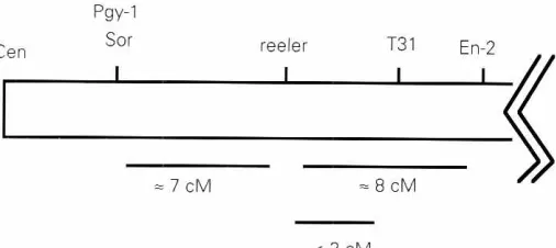 Fig. 3. Evolutionaryfiliationsof uppervertebrates.Time in MyrsSll1cebeginningof geologicalperiod