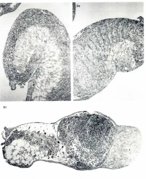 Fig. 3. Sections(5), neural cells (n), cementgland blastulas-(C)of explantsfrominverted44 h in culture.(AI Notochord{nO (8) Somltes(5), Explantcontainingnotochord(nt), somites(e)