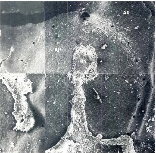 Fig. 9. SEM photomicrographat low magnificationof the ventralside of a stage-6blastodermafter removalof its deeplayer.The asterisksindicate the location of a horseshoe-shapedfibrillarbandInside this band, the basal lamina is smooth,and only rnterstitlal bo