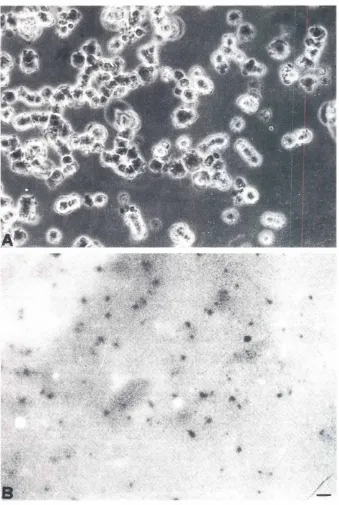 Fig. 1. Clustersof PGCs isolatedfrom11.5genitalridgesand attachedto Fn. IAI Brightfield illumination.(8)ImmunofluorescencevIsualiZation of the sites of the cell-substratumcontact