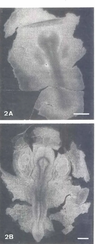 Fig. 1. Diagramof a stage-15Fig. 2. Whole-mountGastrothecariobambaeembryo.showingthedevelopingbody, which bearsresemblancetothat of the chick