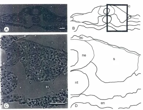 Fig. 5. Transversesectionsthrougha youngsomiteof a stage- 14 embryo.(AI Overall view of the neural tube, notochord,and somites;(81 indicatesthe field of viewof (C,D).No rosetteconfigurationis visible.ee: ectoderm.5: somite.nt: notochord.ne: neuraltube.en: endoderm.Scalebars,50 pm.