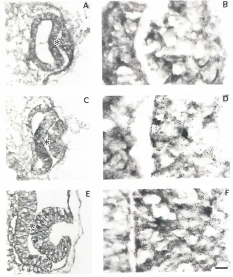 Fig. 1. Localizationof 6-crystallinRNA by in situ hybridizationin transversesectionsof chick embryosat stage11.5 !A, BL stage12 (C