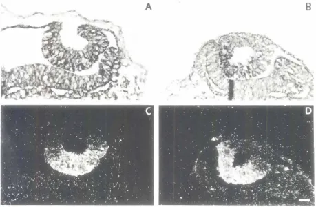 Fig. 2. Localizationof ('i-crystallinRNA by in situ hybridizationin transversesectionsof a stage15 chick embryo(A and 81 Photographedundertransmitted light;IC and D) show the corresponding dark-fieldilluminatIonmicrographs