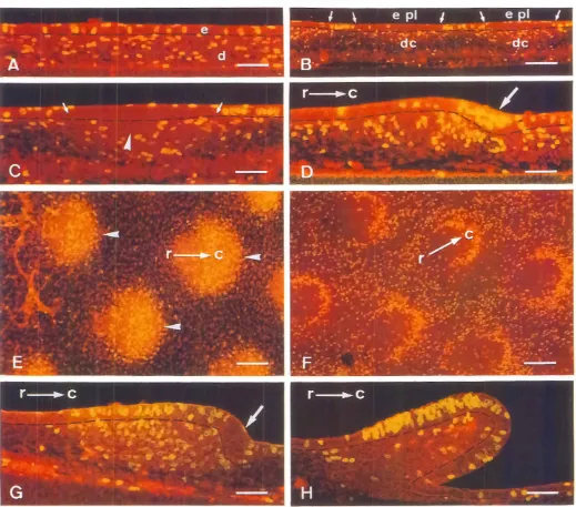 Fig. 1. Detectionof DNA-synthesizingproliferationcells duringnormalfeatherbud formation.The dermal-€pidermaljunction is mdicatedby a broken Jlne_Arthe completionof the pre-dermalcell accumulation(AI