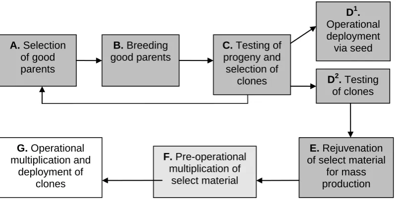 Figure 1. Generalised breeding and deployment pathway. 