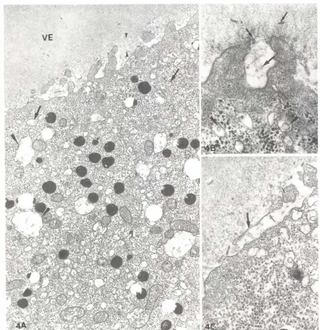 Fig. 4. Vacuolesinvolvedin exocytosis.(AI Two classesof vacuoles can be seen in the dimple about 12min after ferrilization.They are located at theegg periphery, and especially beneath the plasma membrane